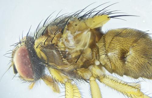 Phaonia subventa